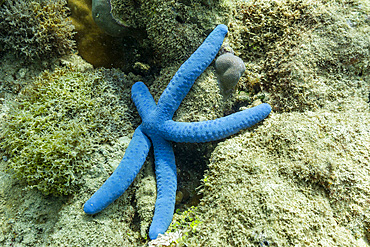 A blue linckia star, Linckia laevigata, underwater on the island of Misool, Raja Ampat, on Papua, Indonesia