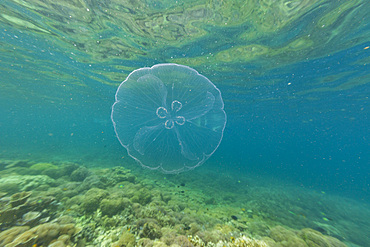 An Asian moon jellyfish, Aurelia coerulea, underwater on the island of Misool, Raja Ampat, on Papua, Indonesia