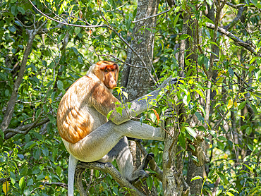 An adult male proboscis monkey, Nasalis larvatus, Labuk Bay Proboscis Monkey Sanctuary, Sabah, Malaysia.