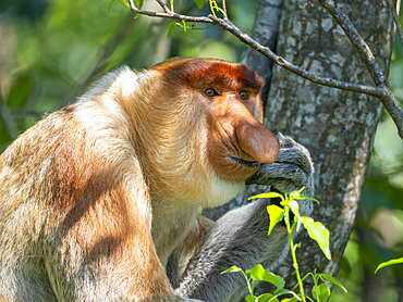 An adult male proboscis monkey, Nasalis larvatus, head detail, Labuk Bay Proboscis Monkey Sanctuary, Sabah, Malaysia.