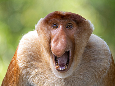 An adult male proboscis monkey, Nasalis larvatus, head detail, Labuk Bay Proboscis Monkey Sanctuary, Sabah, Malaysia.