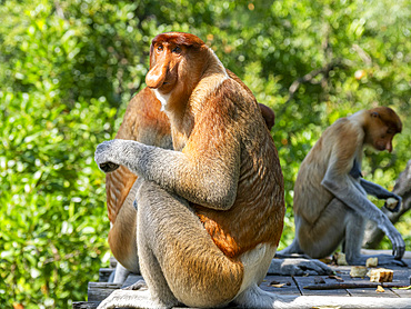 Adult male proboscis monkeys, Nasalis larvatus, feeding, Labuk Bay Proboscis Monkey Sanctuary, Sabah, Malaysia.