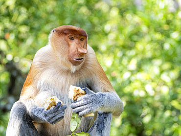 An adult male proboscis monkey, Nasalis larvatus, feeding, Labuk Bay Proboscis Monkey Sanctuary, Sabah, Malaysia.