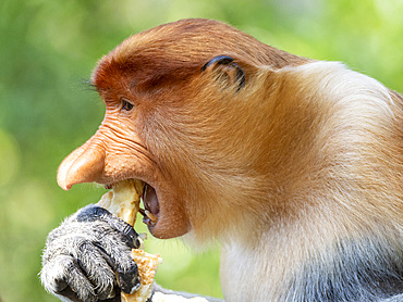 An adult male proboscis monkey, Nasalis larvatus, feeding, Labuk Bay Proboscis Monkey Sanctuary, Sabah, Malaysia.