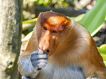 An adult male proboscis monkey, Nasalis larvatus, feeding, Labuk Bay Proboscis Monkey Sanctuary, Sabah, Malaysia.