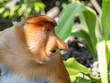 An adult male proboscis monkey, Nasalis larvatus, head detail, Labuk Bay Proboscis Monkey Sanctuary, Sabah, Malaysia.