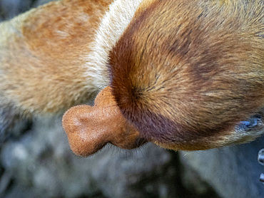 An adult male proboscis monkey, Nasalis larvatus, Labuk Bay Proboscis Monkey Sanctuary, Sabah, Malaysia.