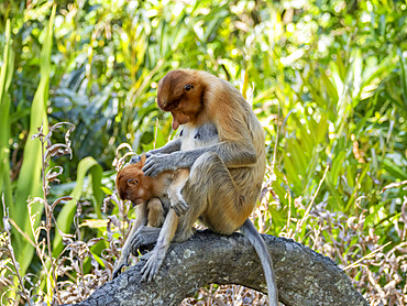 A mother proboscis monkey, Nasalis larvatus, preening her infant, Labuk Bay Proboscis Monkey Sanctuary, Sabah, Malaysia.