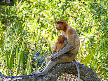 A mother proboscis monkey, Nasalis larvatus, feeding her infant, Labuk Bay Proboscis Monkey Sanctuary, Sabah, Malaysia.