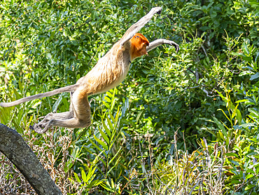 An adult female proboscis monkey, Nasalis larvatus, leaping, Labuk Bay Proboscis Monkey Sanctuary, Sabah, Malaysia.