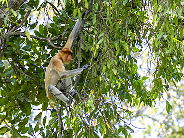 An adult female proboscis monkey, Nasalis larvatus, Labuk Bay Proboscis Monkey Sanctuary, Sabah, Malaysia.