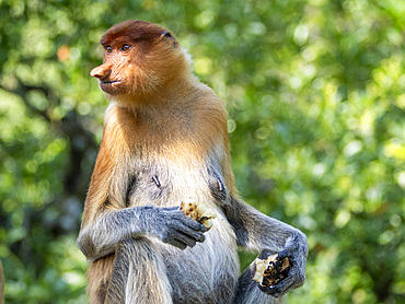 An adult female proboscis monkey, Nasalis larvatus, feeding, Labuk Bay Proboscis Monkey Sanctuary, Sabah, Malaysia.