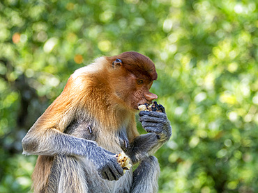 An adult female proboscis monkey, Nasalis larvatus, feeding, Labuk Bay Proboscis Monkey Sanctuary, Sabah, Malaysia.