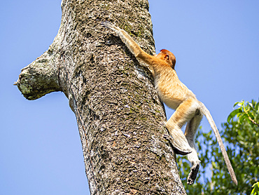 A young proboscis monkey, Nasalis larvatus, in a tree, Labuk Bay Proboscis Monkey Sanctuary, Sabah, Malaysia.