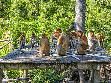 A group of proboscis monkeys, Nasalis larvatus, feeding, Labuk Bay Proboscis Monkey Sanctuary, Sabah, Malaysia.