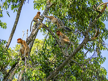 A group of proboscis monkeys, Nasalis larvatus, playing, Labuk Bay Proboscis Monkey Sanctuary, Sabah, Malaysia.