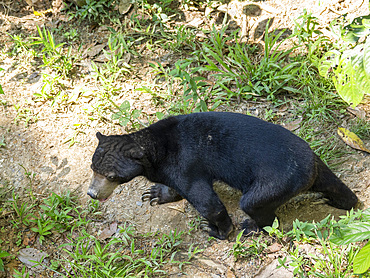A captive sun bear, Helarctos malayanus, in an enclosure, Bornean Sun Bear Conservation Centre, Sabah, Malaysia.