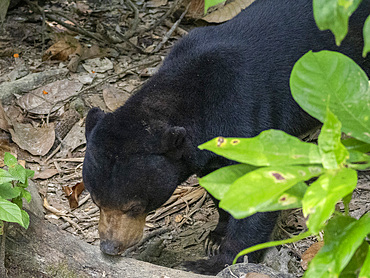 A captive sun bear, Helarctos malayanus, in an enclosure, Bornean Sun Bear Conservation Centre, Sabah, Malaysia.