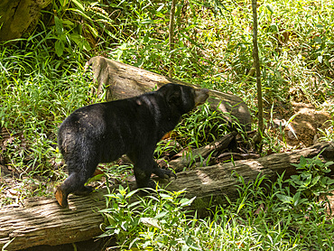 A captive sun bear, Helarctos malayanus, in an enclosure, Bornean Sun Bear Conservation Centre, Sabah, Malaysia.