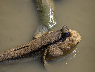 A giant mudskipper, Periophthalmodon schlosseri, in Sepilok Orangutan Rehabilitation Center, Sabah, Malaysia.