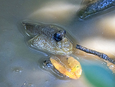 A giant mudskipper, Periophthalmodon schlosseri, in Sepilok Orangutan Rehabilitation Center, Sabah, Malaysia.