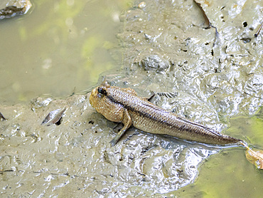 A giant mudskipper, Periophthalmodon schlosseri, in Sepilok Orangutan Rehabilitation Center, Sabah, Malaysia.