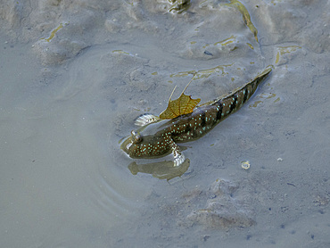 A giant mudskipper, Periophthalmodon schlosseri, in Sepilok Orangutan Rehabilitation Center, Sabah, Malaysia.