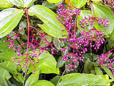 Medinilla formosana, Medinilla is a genus of flowering plants in the family Melastomataceae, Sabah, Malaysia.
