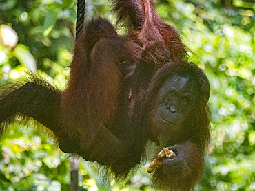 A mother and infant Bornean orangutan Pongo pygmaeus, Sepilok Orangutan Rehabilitation Center, Sabah, Malaysia.