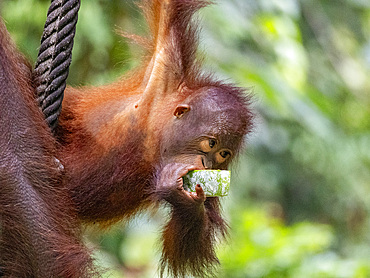 A mother and infant Bornean orangutan Pongo pygmaeus, Sepilok Orangutan Rehabilitation Center, Sabah, Malaysia.