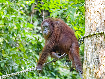 An adult Bornean orangutan Pongo pygmaeus, Sepilok Orangutan Rehabilitation Center, Sabah, Malaysia.