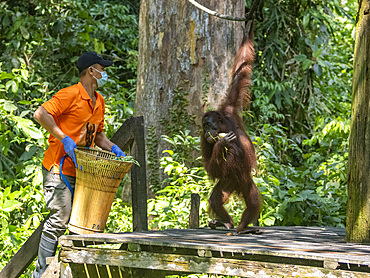 An adult Bornean orangutan Pongo pygmaeus, being fed, Sepilok Orangutan Rehabilitation Center, Sabah, Malaysia.