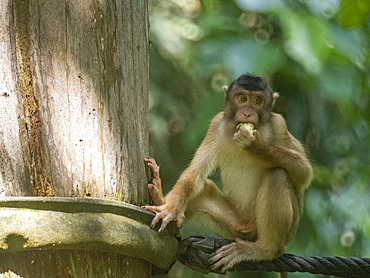 A Southern pig-tailed macaque, Macaca nemestrina, being fed, Sepilok Orangutan Rehabilitation Center, Sabah, Malaysia.