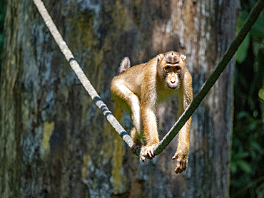 A Southern pig-tailed macaque, Macaca nemestrina, Sepilok Orangutan Rehabilitation Center, Sabah, Malaysia.