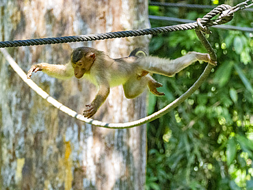 A Southern pig-tailed macaque, Macaca nemestrina, Sepilok Orangutan Rehabilitation Center, Sabah, Malaysia.