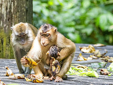 Mother and infant pig-tailed macaque, Macaca nemestrina, Sepilok Orangutan Rehabilitation Center, Sabah, Malaysia.