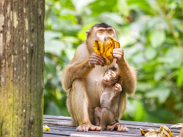 Mother and infant pig-tailed macaque, Macaca nemestrina, Sepilok Orangutan Rehabilitation Center, Sabah, Malaysia.