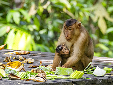 Mother and infant pig-tailed macaque, Macaca nemestrina, Sepilok Orangutan Rehabilitation Center, Sabah, Malaysia.