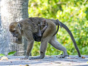 Mother and infant long-tailed macaque, Macaca fascicularis, Labuk Bay Proboscis Monkey Sanctuary, Sabah, Malaysia.