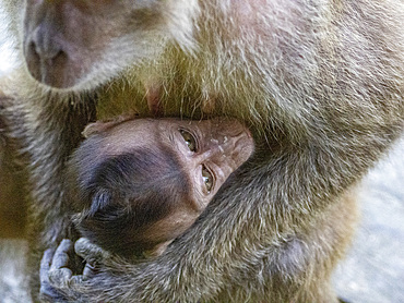 Mother and infant long-tailed macaque, Macaca fascicularis, Labuk Bay Proboscis Monkey Sanctuary, Sabah, Malaysia.