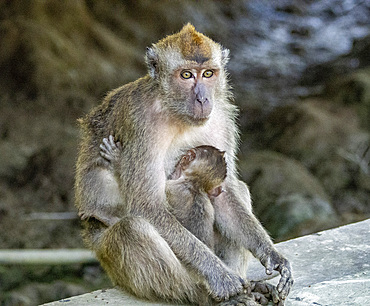 Mother and infant long-tailed macaque, Macaca fascicularis, Labuk Bay Proboscis Monkey Sanctuary, Sabah, Malaysia.