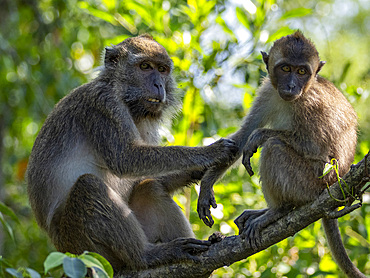 Mother and infant long-tailed macaque, Macaca fascicularis, Labuk Bay Proboscis Monkey Sanctuary, Sabah, Malaysia.