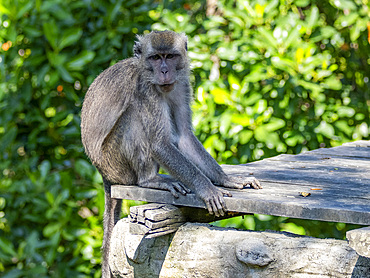Rehabilitated long-tailed macaque, Macaca fascicularis, Labuk Bay Proboscis Monkey Sanctuary, Sabah, Malaysia.