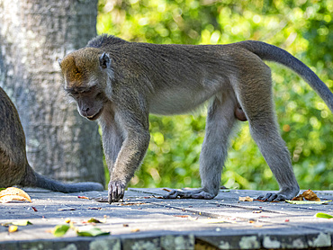 Rehabilitated long-tailed macaques, Macaca fascicularis, Labuk Bay Proboscis Monkey Sanctuary, Sabah, Malaysia.