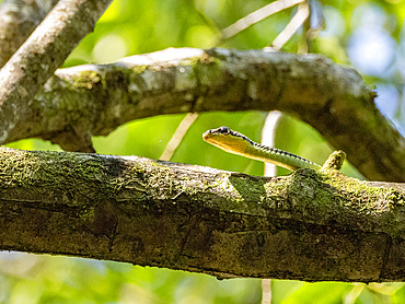 A painted bronzeback snake, Dendrelaphis pictus, Labuk Bay Proboscis Monkey Sanctuary, Sabah, Malaysia.
