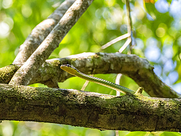 A painted bronzeback snake, Dendrelaphis pictus, Labuk Bay Proboscis Monkey Sanctuary, Sabah, Malaysia.