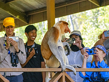 An adult male proboscis monkey, Nasalis larvatus, with tourists, Labuk Bay Proboscis Monkey Sanctuary, Sabah, Malaysia.