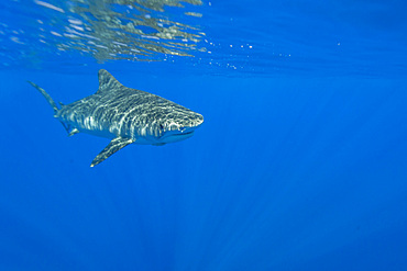 Adult tiger shark, Galeocerdo cuvier, underwater in the AuAu Channel, Hawaii, USA. Pacific Ocean.