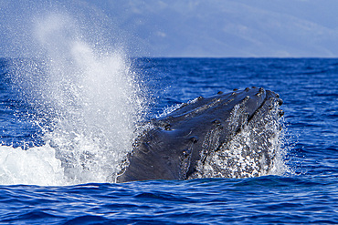 Adult male humpback whale, Megaptera novaeangliae, head-lunging in the AuAu Channel, Hawaii, USA, Pacific Ocean.