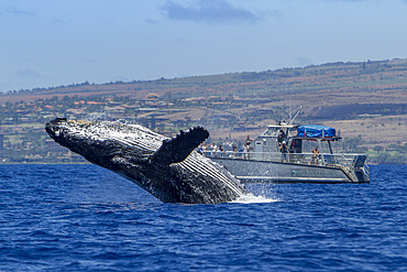 Adult humpback whale, Megaptera novaeangliae, breaching near whale watching boat in the AuAu Channel, Hawaii, USA.